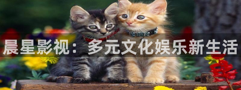 yy6090影院：晨星影视：多元文化娱乐新生活